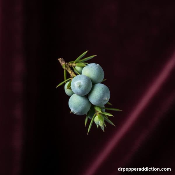 Juniper, one of the 23 fan-list flavors of Dr Pepper